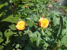 DSC04705