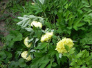 DSCN0294