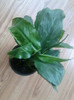 spathiphilium-multumesc ileana