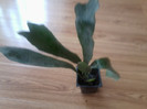 platycerium superbum sau