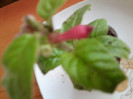 cestrum elegans