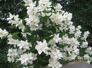 Lamaita (iasomie)