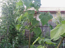 paulownia an3