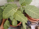 brugmansia...?