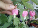 dicentra-vechea mea dragoste...