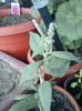 buddleia-"magnet" pt fluturi...