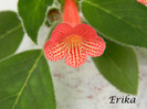 Peridots Nellie Sleeth 15-05-2012 - floare