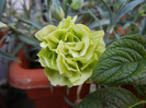 Dianthus Adorable JADE (2012, May13)