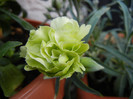 Dianthus Adorable JADE (2012, May13)