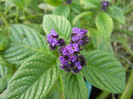 Heliotropium arborescens (2012, May 13)