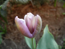 Tulip_Lalea (2012, April 29)