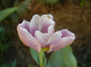 Tulip_Lalea (2012, April 30)