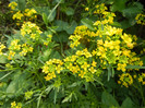 Yellow wildflower 13may2012