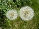 Taraxacum officinale 11may2012