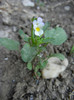 Viola arvensis 12may2012