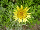 Tragopogon dubius 15may2012