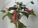 Kohleria Goliat