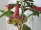 Kohleria Goliat