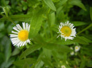 White widflower 16may2012