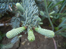 Abies procera Glauca (2012, May 13)