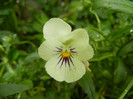 Pansy (2012, May 16)