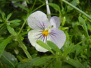 Pansy, (2012, May 16)