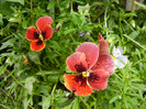 Pansies (2012, May 16)
