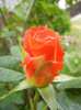 Rose Monica (2012, May 16)