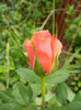 Orange Miniature Rose (2012, May 15)