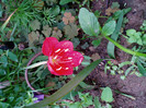 Infloreste in August
