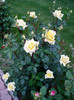 Landora/ sunblest