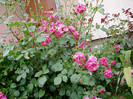 P1010038