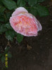 Abraham Darby- anul 2