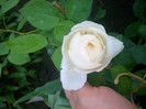 Winchester Cathedral • AUScat • White Mary Rose • Winchester - Shrub.  English Rose Collection