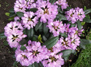 Rododendron