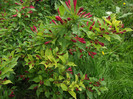 Weigela rosie