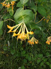 Lonicera
