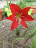 Amaryllis de gradina