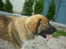 Baltag de Beltechi