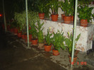 poze 587