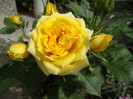 minirosa