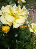 DSC05077