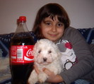 Bichon Maltese