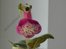 NEW - Kohleria Marta