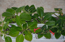 Gloxinia_Sinningia