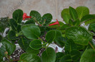 Gloxinia_Sinningia