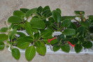 Gloxinia_Sinningia