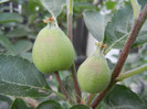 Apples_Mere Summer Red (2012, May 13)