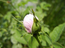 Double Pink rose, 11may2012