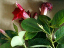 dipladenia(mandevilla)